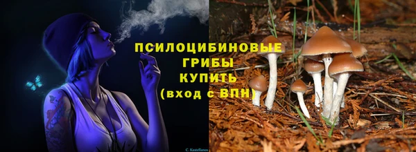 прущие грибы Армянск